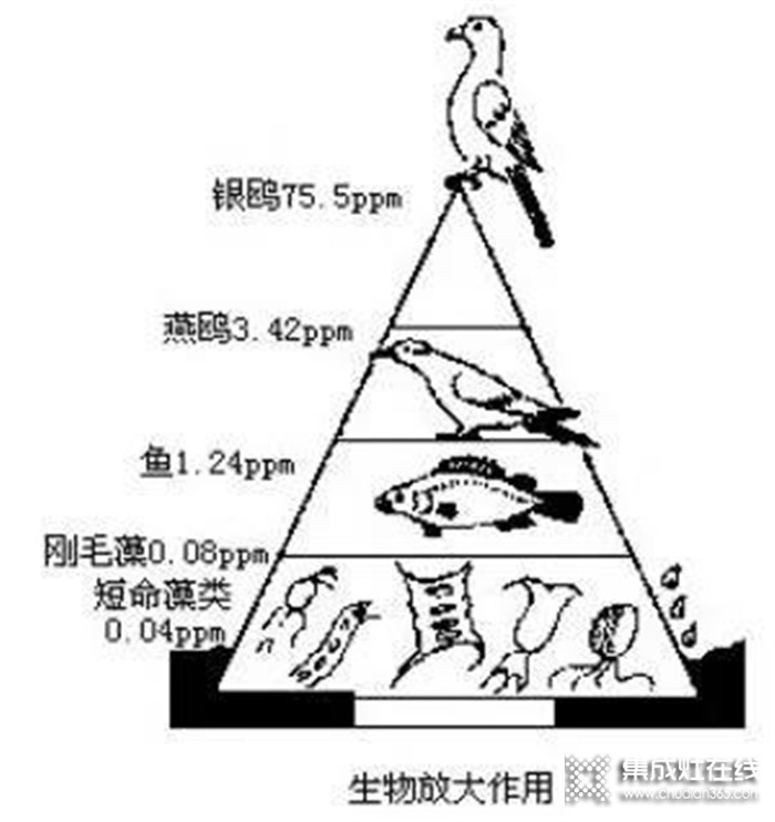 “野味”碰不得，藍(lán)炬星集成灶讓飯菜更健康美味