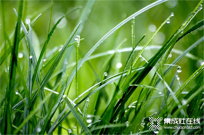 莫尼集成灶：今日谷雨，萬物生長宜播種，宜吃春！